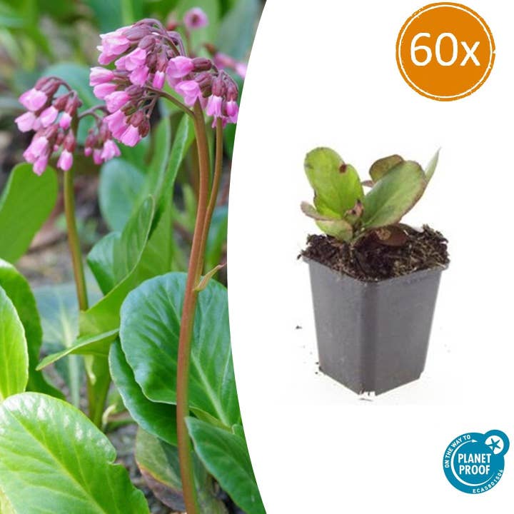 Oasis of Life - Wholesale Live Plant - Bergenia – Bergenia cordifolia 'Herbstblüte' – ↕10-25cm – Ø9cm – 60 plants – evergreen & hardy1