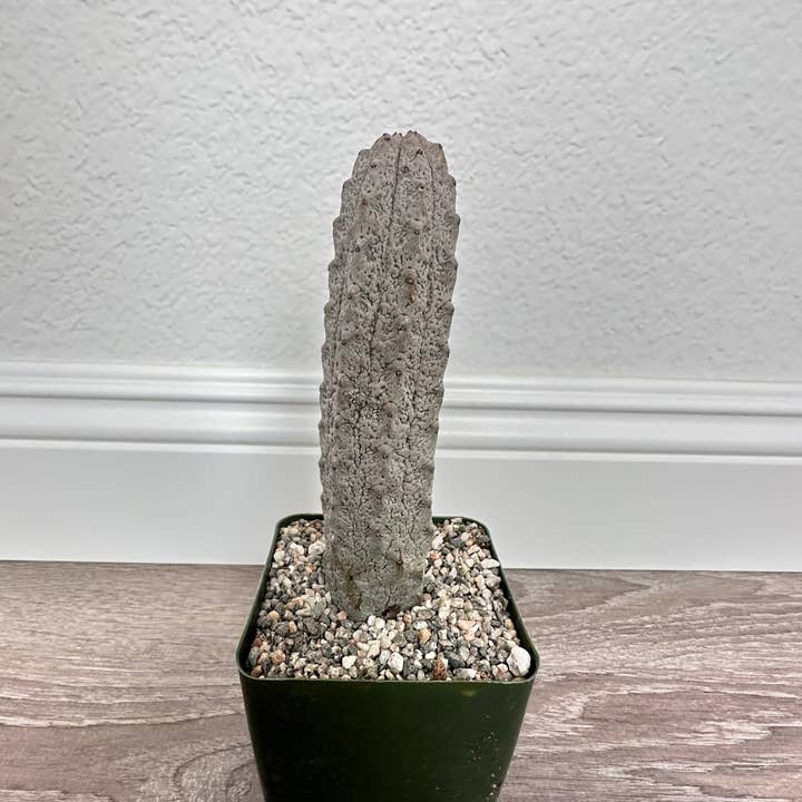 Grow Margo - Wholesale Succulent - Euphorbia Abdelkuri Grey - Rare Cactus Succulent Rooted