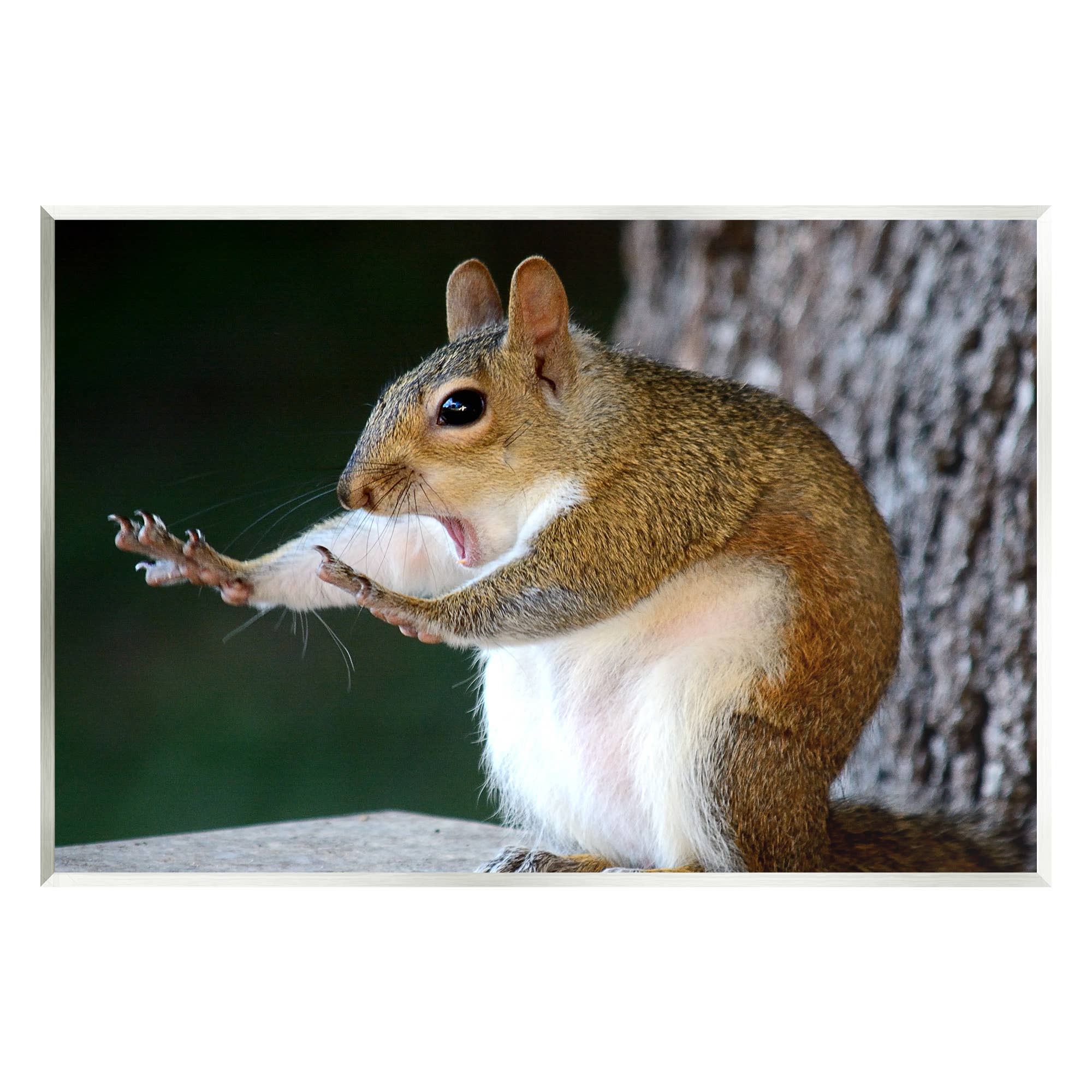 Stupell Industries – wholesale Väggplakett – Rolig chockad pose ekorrplackkonst1