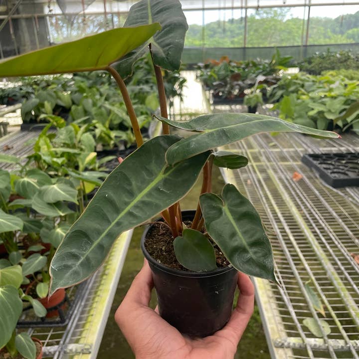 House Plant Wholesale - Wholesale Live Plant - Philodendron 'Billietiae'