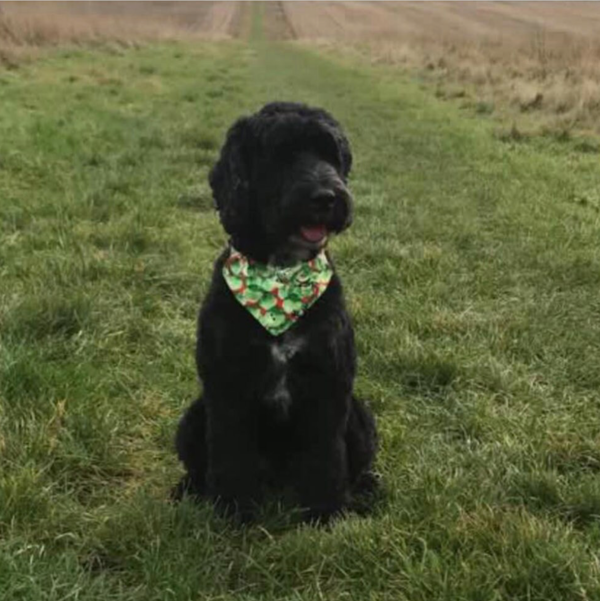 Storms Style - Vente Bandana – chien - Bandanas pour animaux de compagnie Christmas Sprouts - Chien et chat6