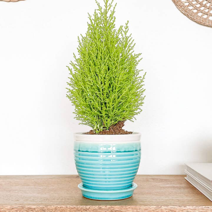 Hycroft Home Decor - Wholesale Plant Pot - Lia Ceramic Planter Pot, Drainage Hole and Attached Saucer