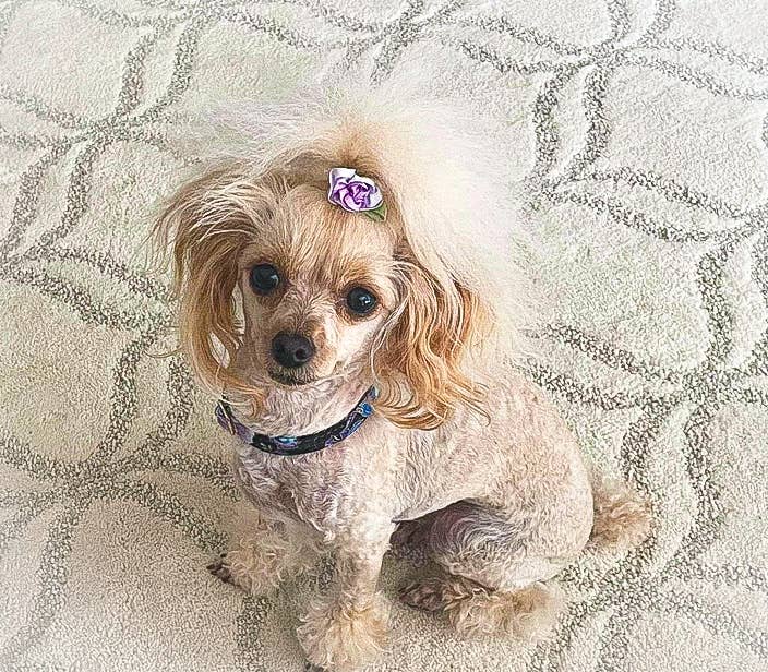 Little Barks Boutique - Vente Collier – chien - Le « Willow » - Collier pour chien6