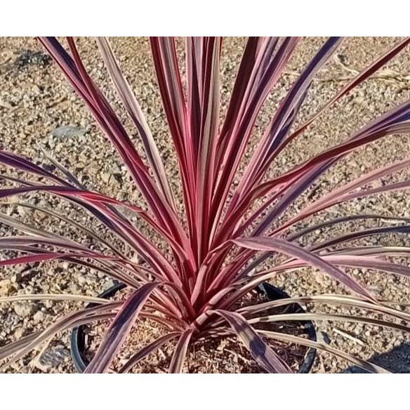 Cordyline Charlie Boy - markante Pflanze aus Neuseeland für den Großhandel von VIVERCID