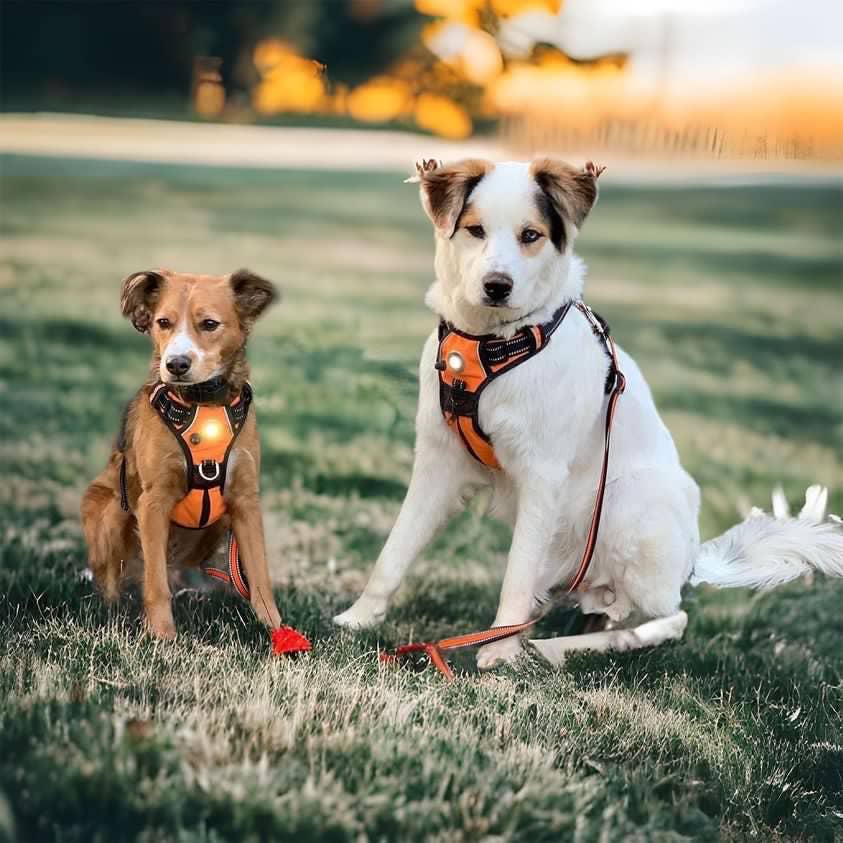 Headlight Harness - Wholesale Pet Harness - Dog - Headlight Harness LED  Reflective Dog/Cat Harness 10