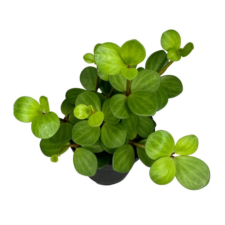 Flow State - Wholesale Live Plant - 4" Peperomia Hope (Peperomia deppeana) – Live Houseplant3