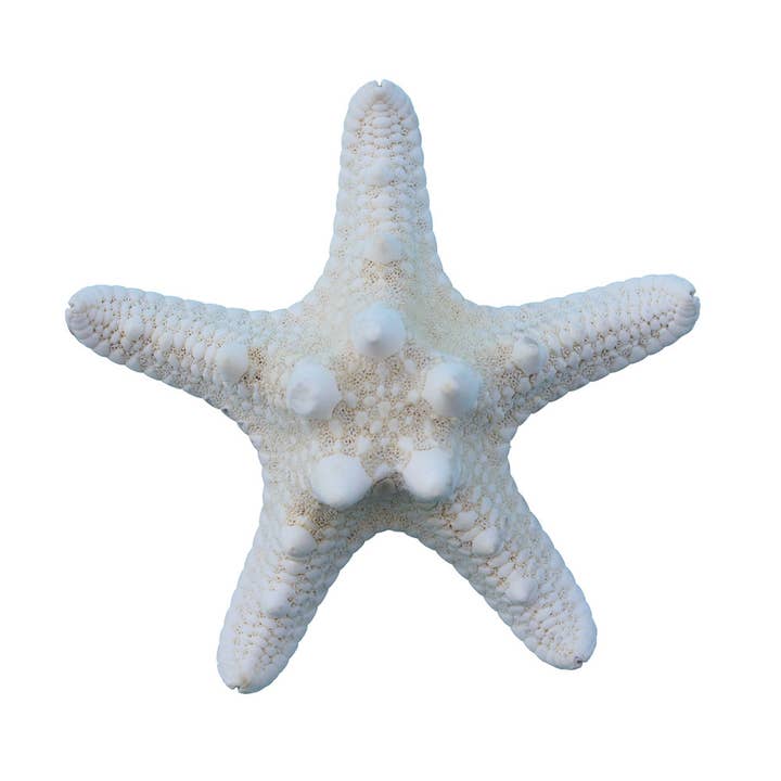 White Bumpy Starfish Magnet for wholesale by California Seashell Company