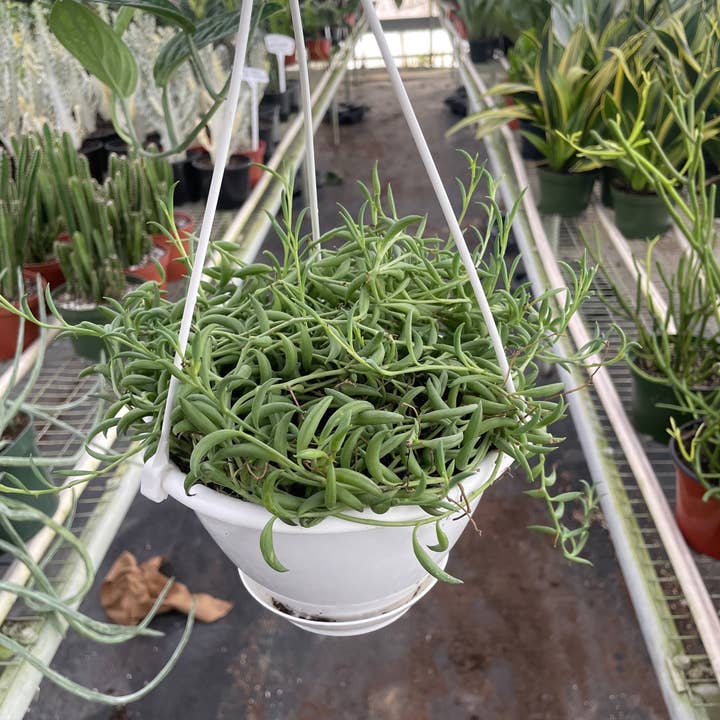 House Plant Wholesale - Wholesale Live Plant - Succulent 'String of Bananas' - 6" Pot