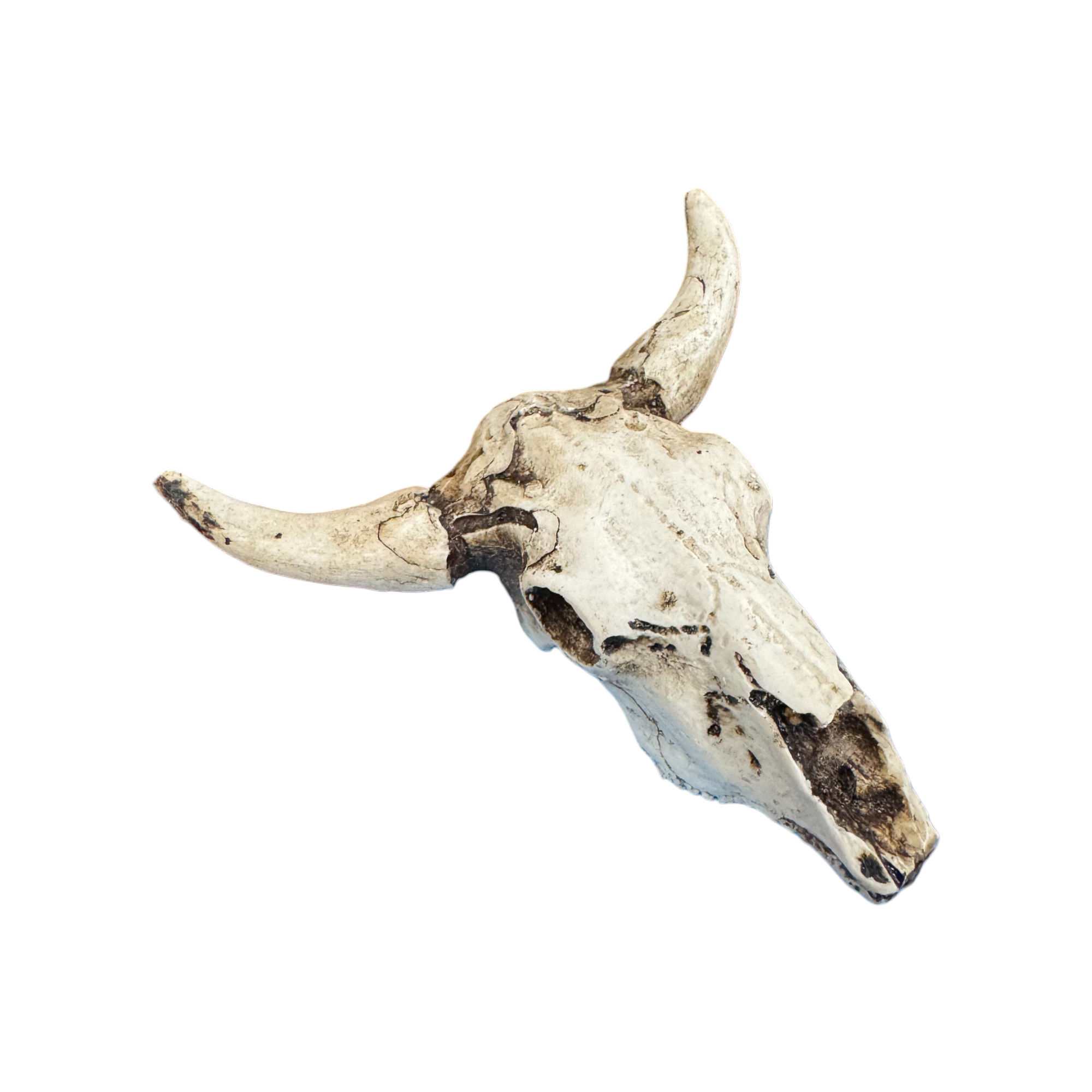 Wilco Home - Vente Objets de décoration - Ornement/Charme Crâne de Taureau en Résine0