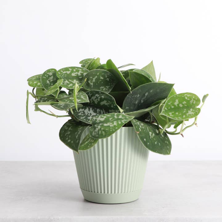 Thorsen's Greenhouse - Wholesale Plant Pot - 4" Decorative Ruffled Pot for Plants