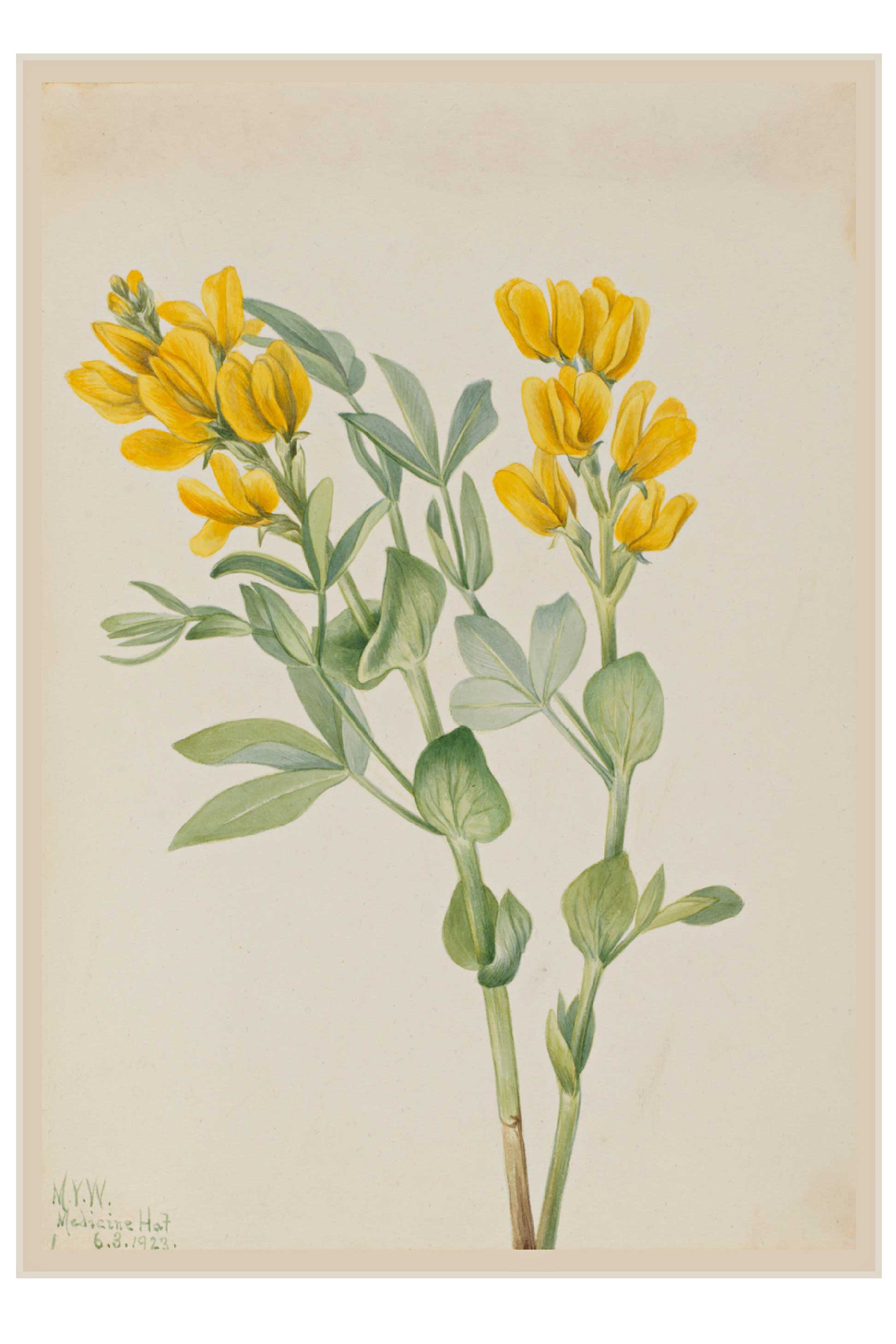 Lazybones - Wholesale Art Print - Art print set - The Naturalist7