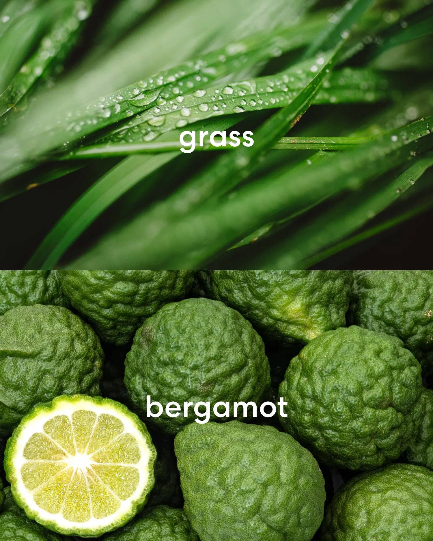 Literie – Engroshandel Glaslys – Eftermiddag i Central Park (Lille)3