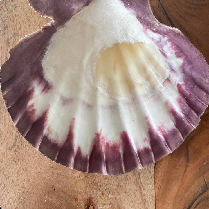 CaNatureLover - Wholesale Decorative Tabletop Object - LIONS PAW SHELL 5-7 inch very high quality hand picked Whole