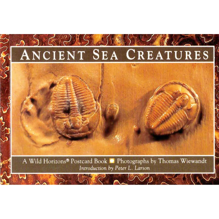 Wild Horizons Productions - Wholesale Postcard Set - Postcard Book: ANCIENT SEA CREATURES - fossils
