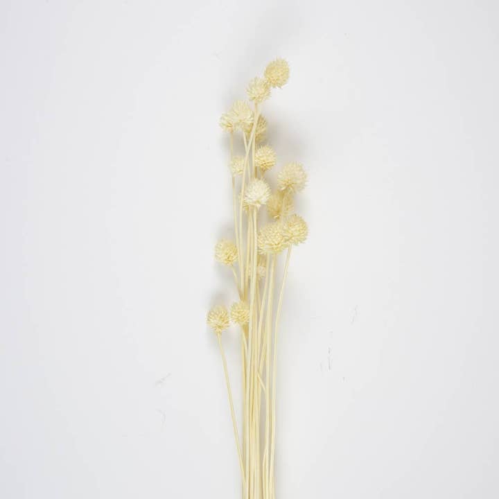 STRAUSS GETROCKNETER DISTELN für den Großhandel von Tim&Puce Factory