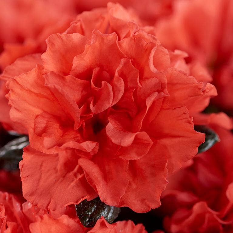 The Little Botanical – wholesale Live plant – Living Premium Azalea Mix – Gift Wrapped with Ribbon4