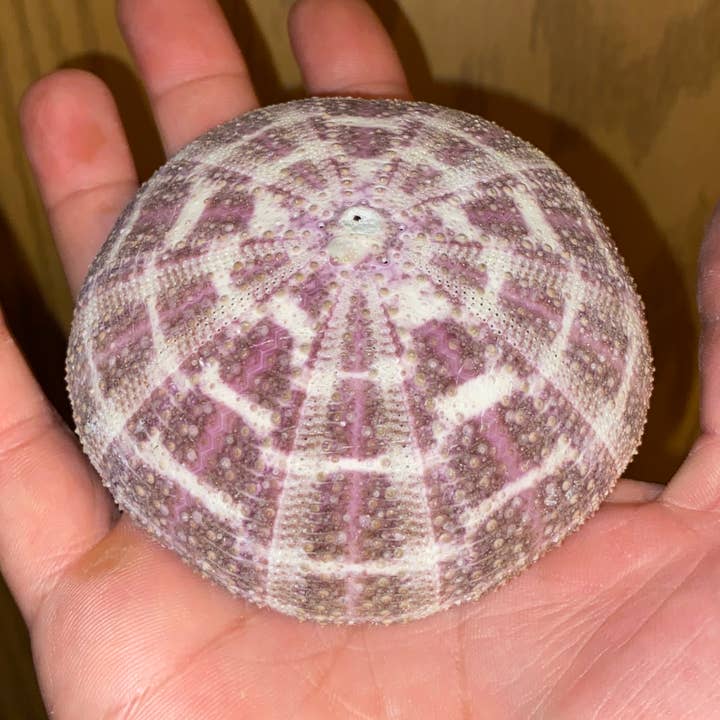 Alphonso Urchin Seashell - Decorative Tabletop Object for wholesale by The Cactus Bros