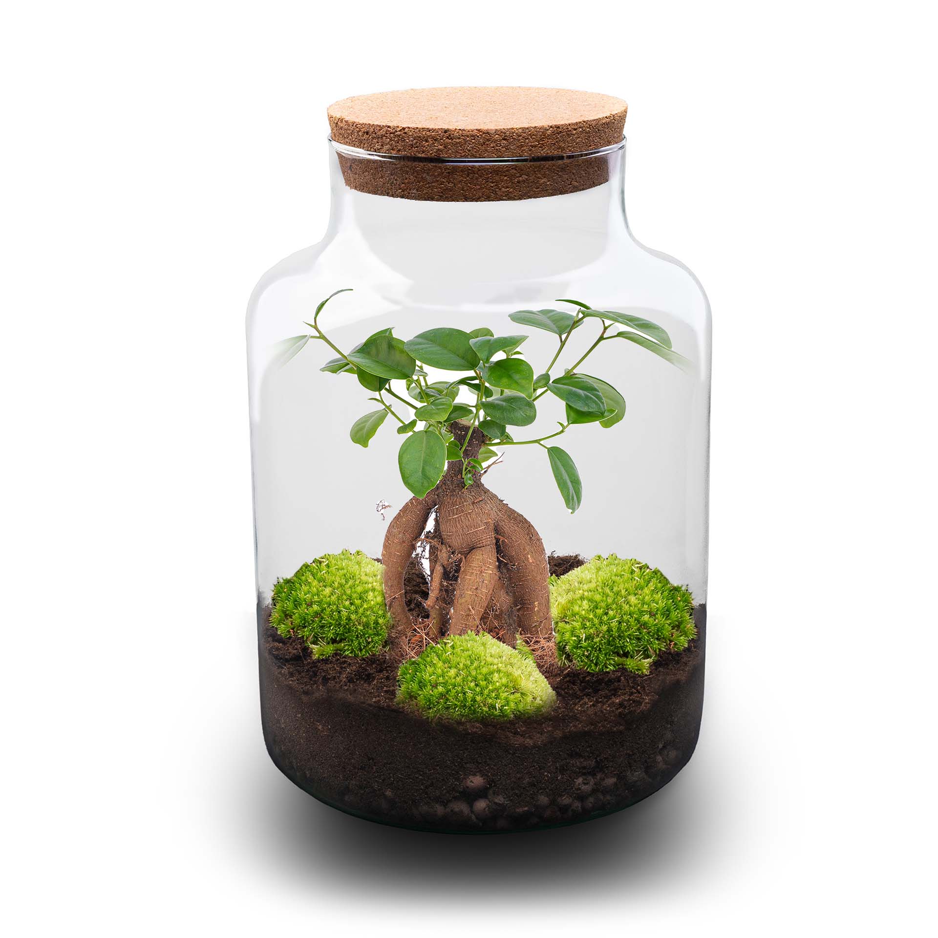 Trendhero.nl/b2b - Wholesale DIY Craft Kit - Milky Bonsai - Terrarium - Bottle garden DIY kit - Ø 21 cm ↑ 30 cm1