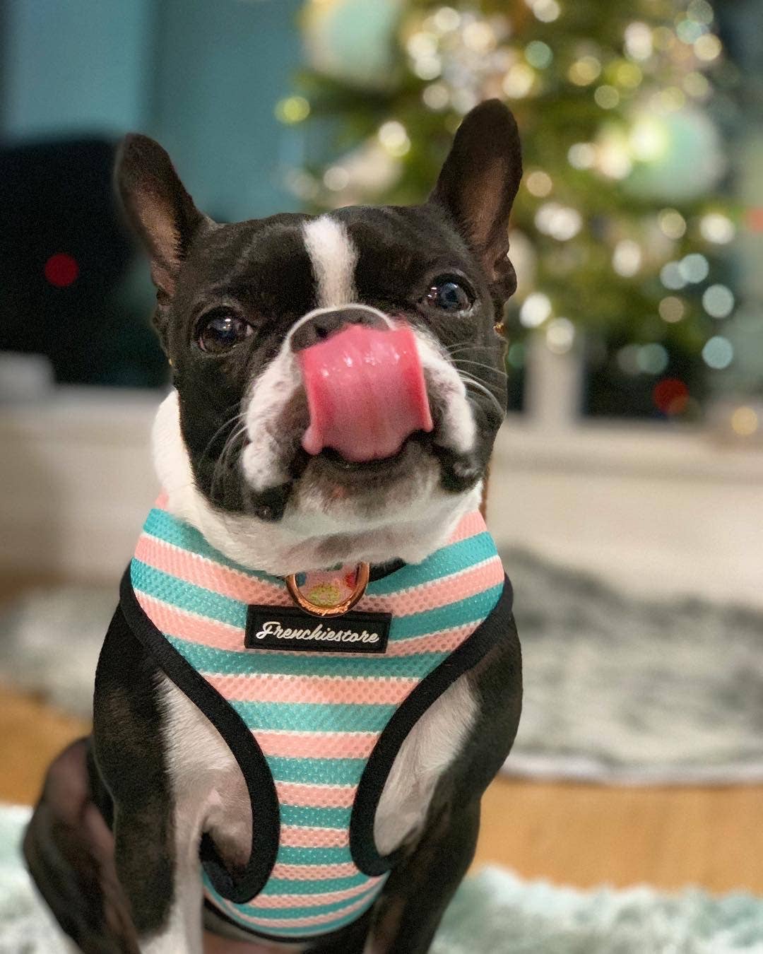 Frenchiestore - Wholesale Pet Harness - Dog - Dog Pet Reversible Health Harness | Pink StarPup10