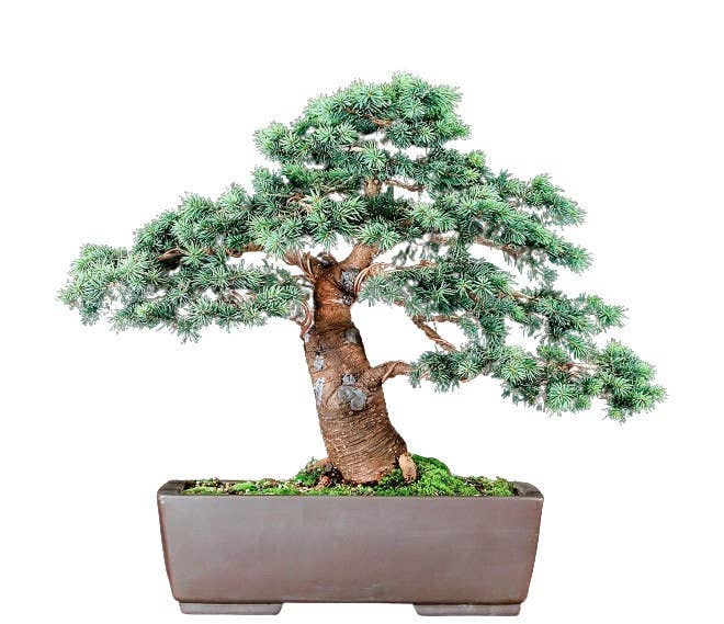 Yugen Bonsai - Wholesale Doe-het-zelf-knutselset - Blue Spruce Bonsai kweekset6