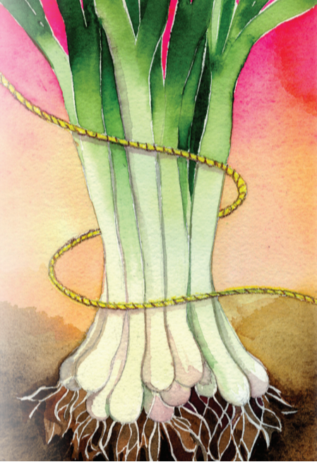 Sow True Seed - Vente Graines de plantes - Graines d'oignon en grappes - Tokyo Long White Bunching1