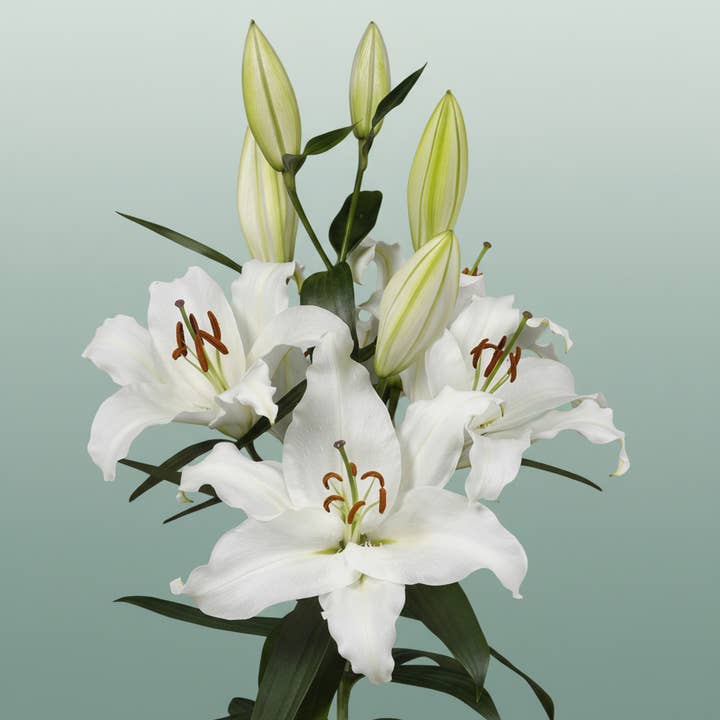 Lily White Wholesalers Choice for wholesale on Faire
