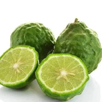 Lima Kaffir Tailandesa Fresca/Look Ma Goon 100g para venta al por mayor de Ethereal Alchemy