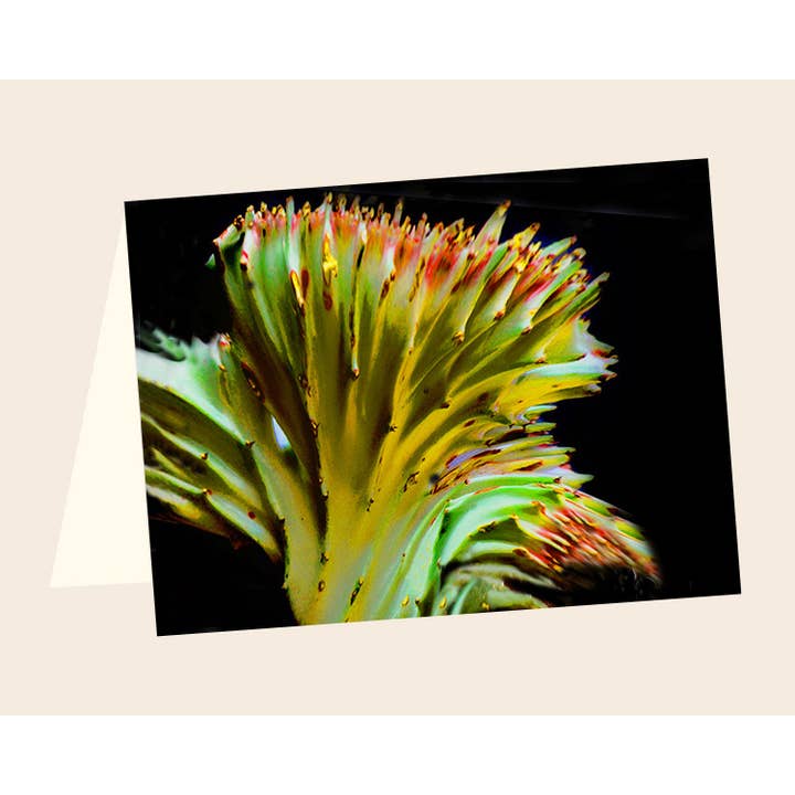 ENCL succulento n.2 per la vendita all'ingrosso da parte di Line Five Studio