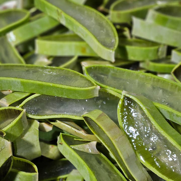 Aloe Hydrosol for wholesale by Morning Myst Botanics