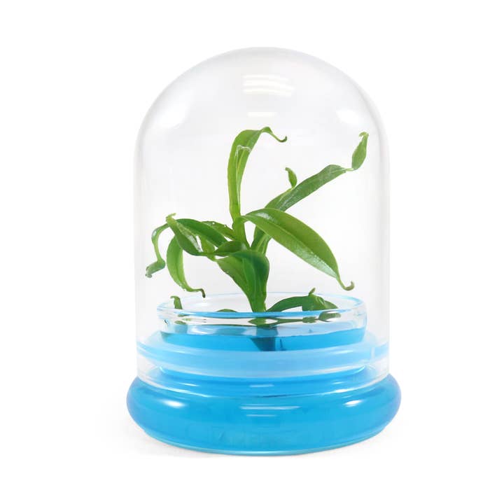 bloomify - Wholesale Live Plant - Miniature Pitcher Plant Terrarium, Nepenthes Tobaica, Hairy Pitfall Traps, Carnivorous Species7