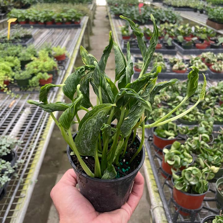 House Plant Wholesale - Wholesale Live Plant - Pothos 'Shangri La' - 4" Pot