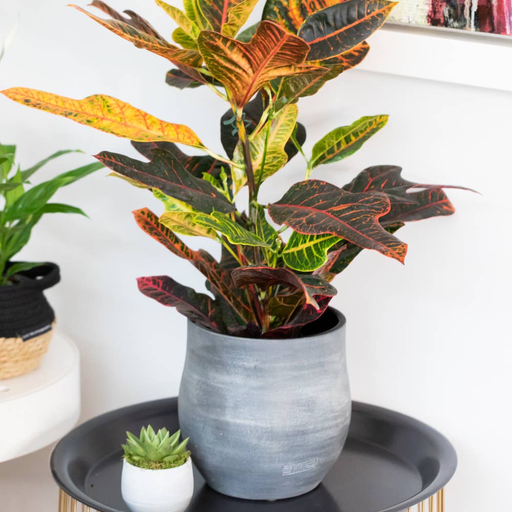 The Little Botanical – wholesale Succulent – Miranda24