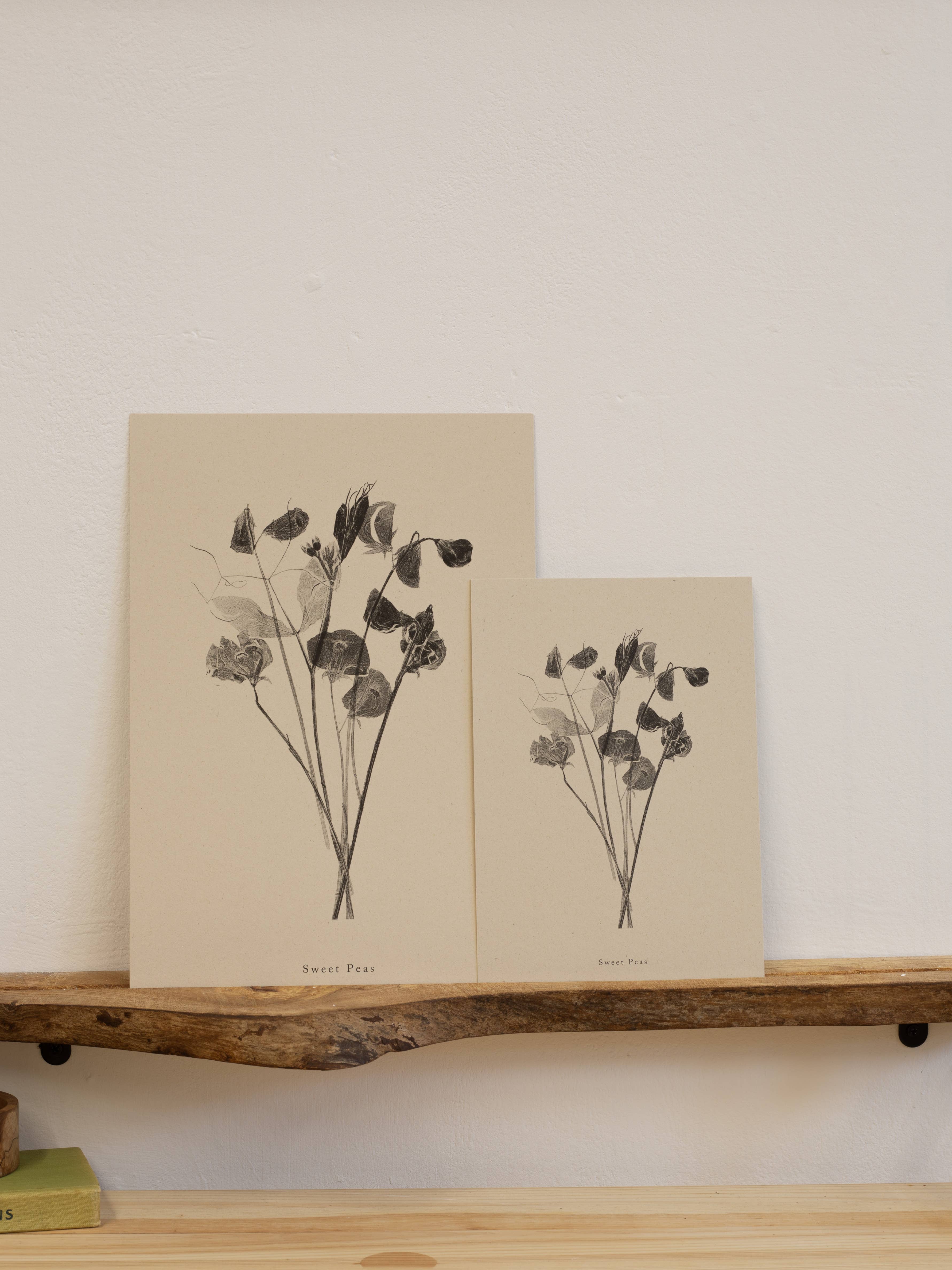 Alicia Breakspear - Wholesale Art Print - Botanical Art Print A5 A4 A3 Sweet Peas Flower Print 1
