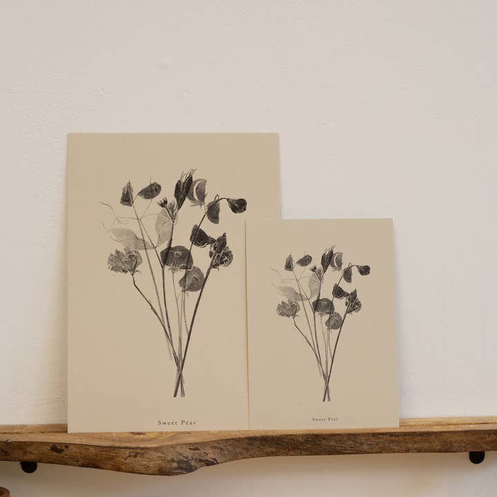 Alicia Breakspear - Wholesale Art Print - Botanical Art Print A5 A4 A3 Sweet Peas Flower Print 1
