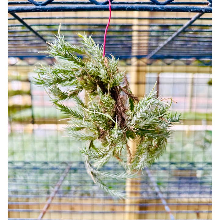 The Artizan Way - Wholesale Live Plant - Tillandsia Tricholepis - Miniature Live Air Plant