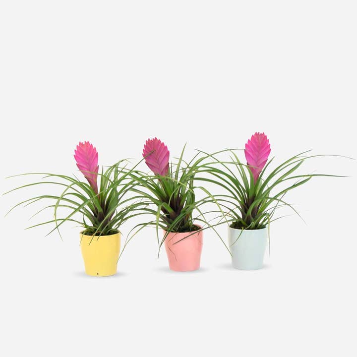 Oasis of Life - Wholesale Live plant - Tillandsia Cyanea 'Pastel' – 3 plants in ceramic pot Ø7cm – Height 20–30cm – Exotic houseplants with pink flowers – Easy-care air-purifying bromeliads for home & office