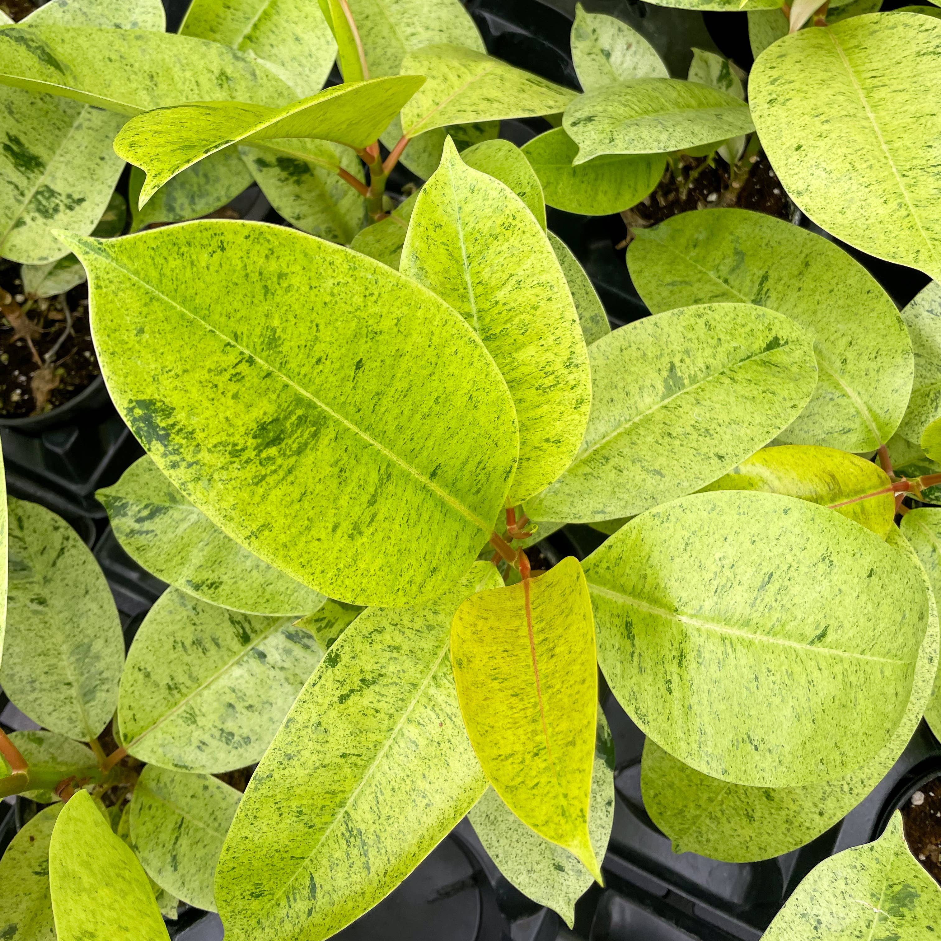 Thorsen's Greenhouse - Wholesale Live Plant - Ficus Shivereana Moonshine Variegated - 4" Live Plant - Rare9