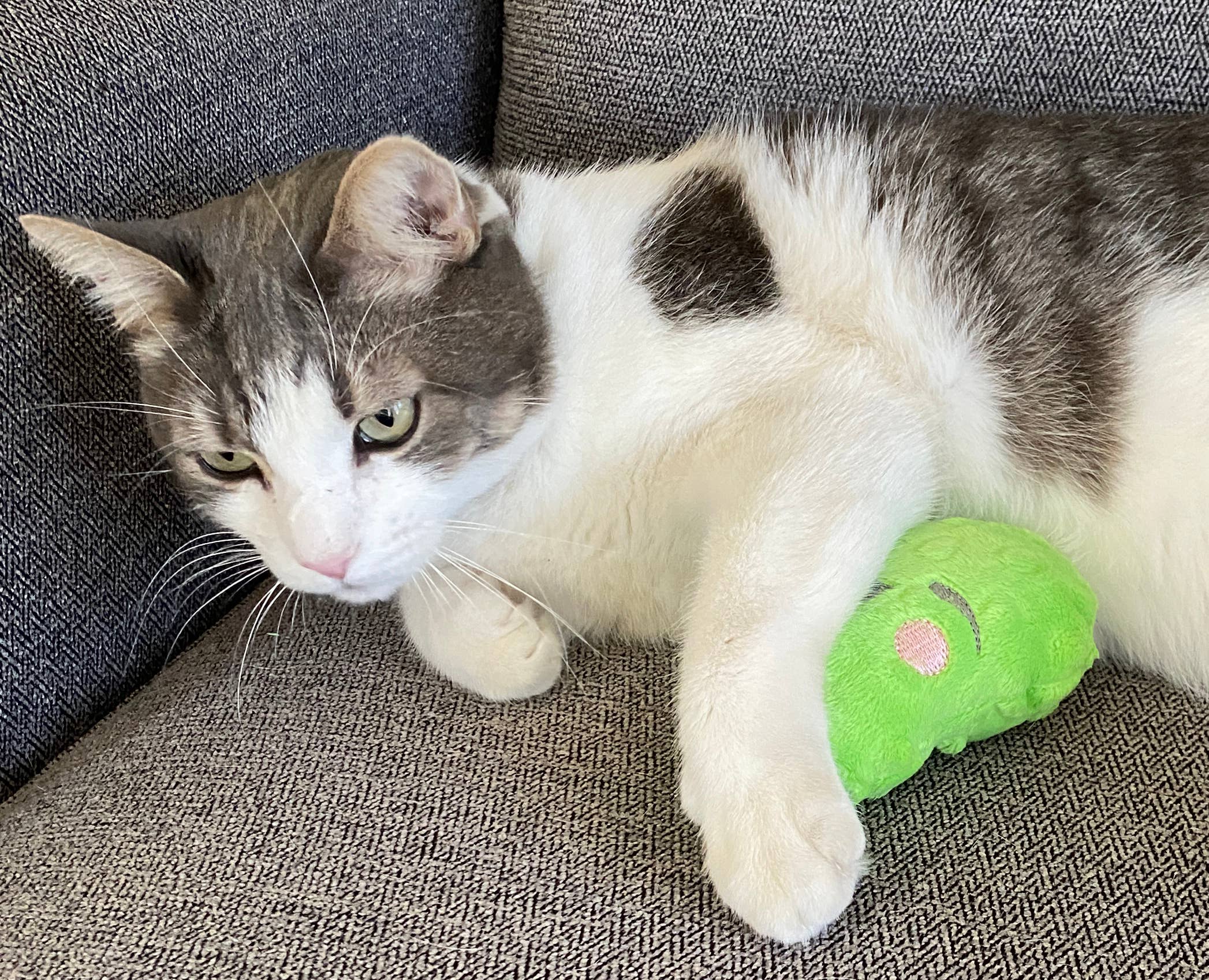 Screaming Pickles - Vente Jouet couineur – chien - Jouets pour animaux de compagnie faits à la main - Catnip/Dog Squeaker Mini Pickle8