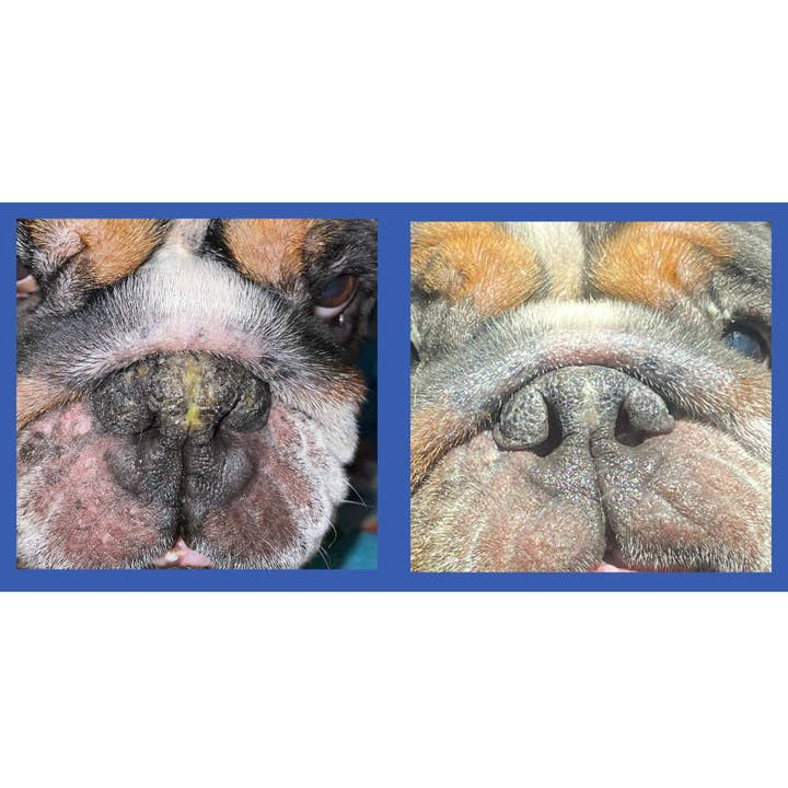 Squishface - Wholesale Pet Balm - Dog - Squishface Nose Balm for Dry Crusty Dog Noses4