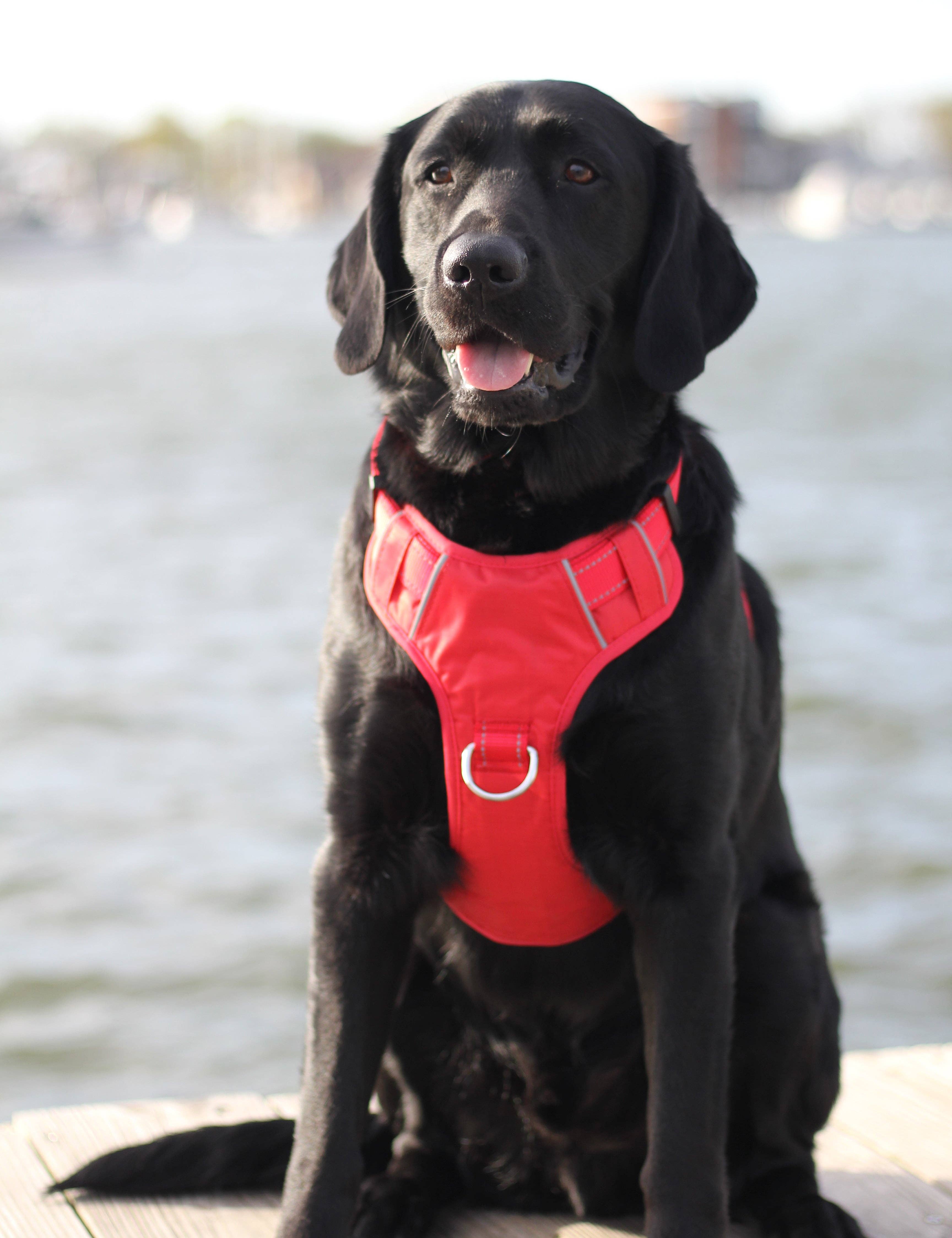 BAYDOG - Wholesale Pet Harness - Dog - Chesapeake Bay Dog Harness2