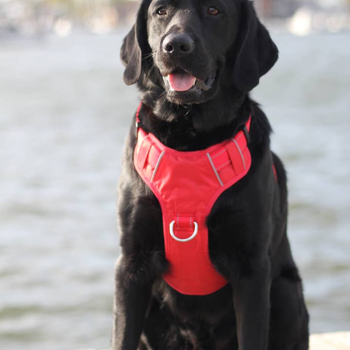 BAYDOG - Wholesale Pet Harness - Dog - Chesapeake Bay Dog Harness2