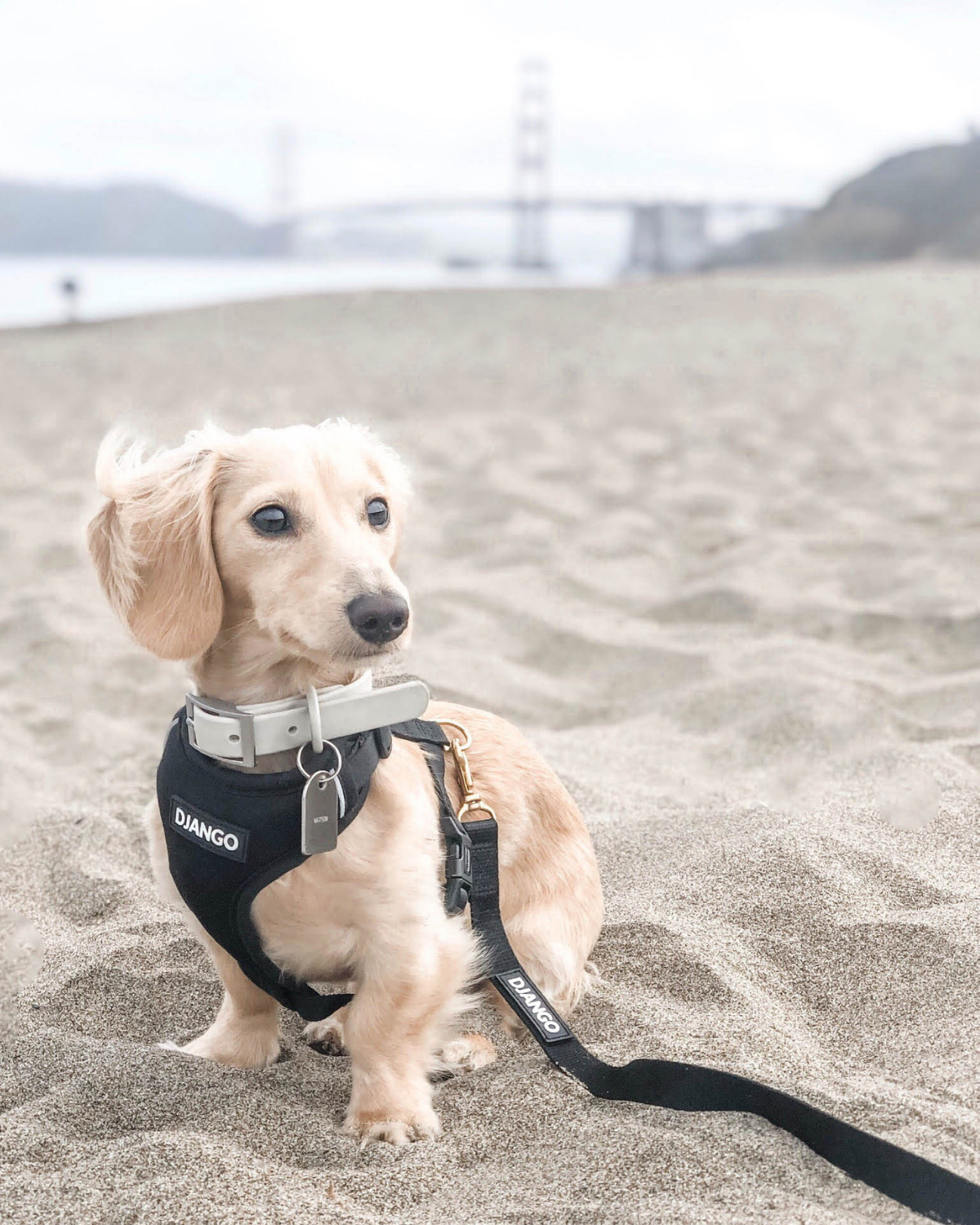 DJANGO - Wholesale Pet Harness - Dog - Adventure Dog Harness - Black3