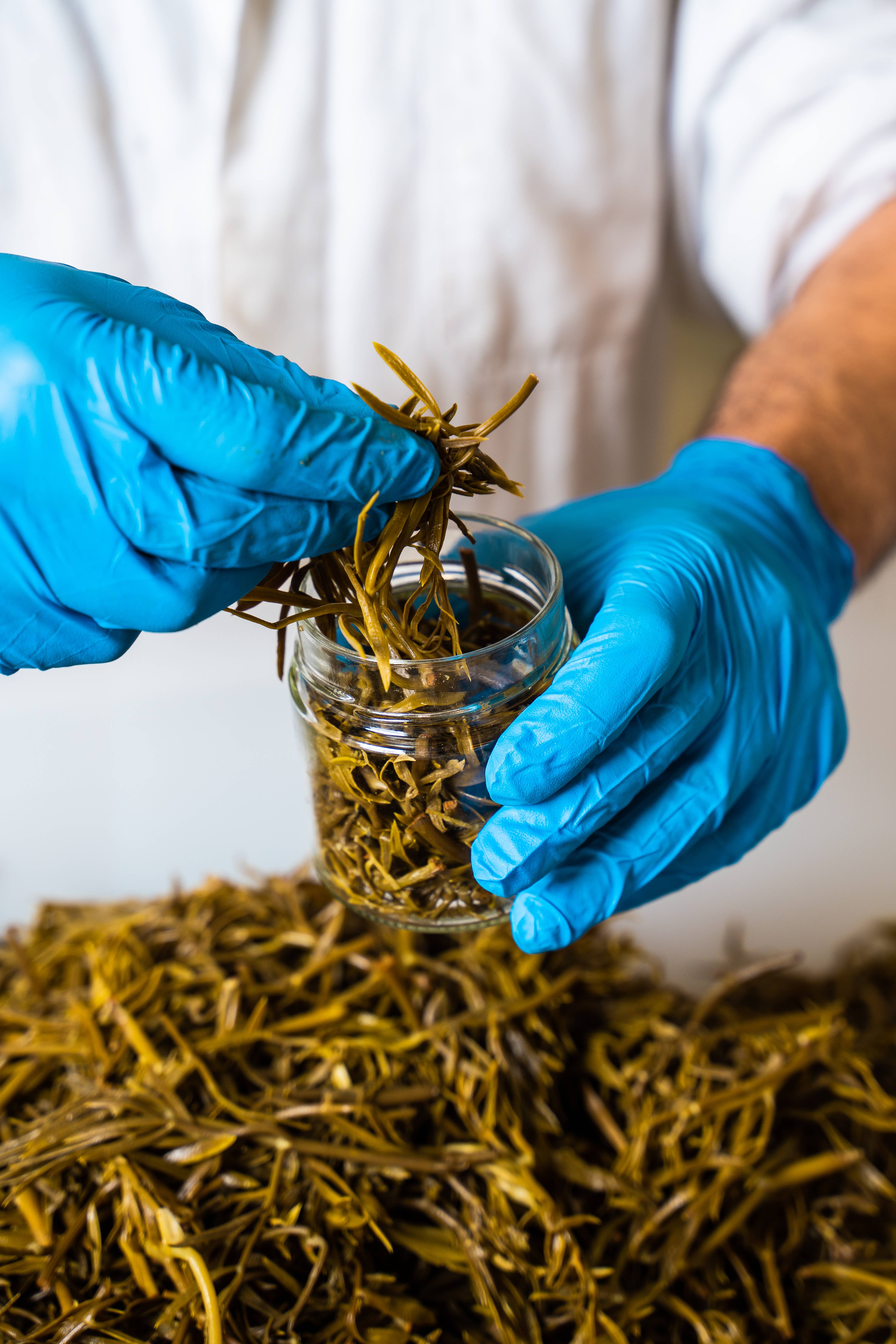 Rinci - Wholesale Pickled Vegetables - Paccasassi del Conero in extra virgin olive oil3