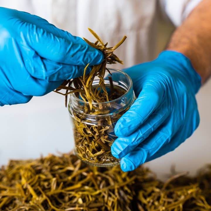 Rinci - Wholesale Sauce - Conero Paccasassi Sauce6