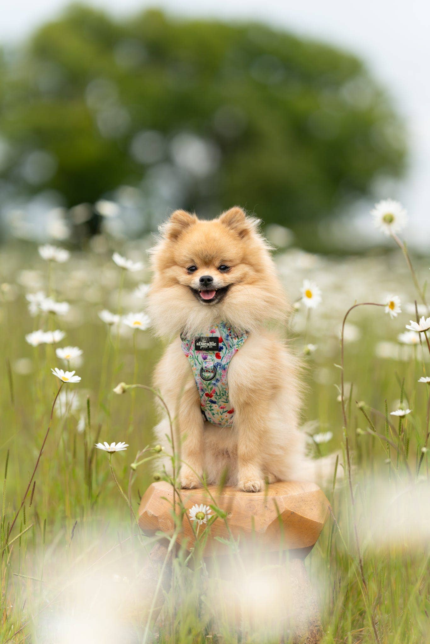 The aDoraBle Pooch Company - Wholesale Tuig voor huisdieren - Hond - Hike & Go Lite™ Harnas - Wildflower Meadow8