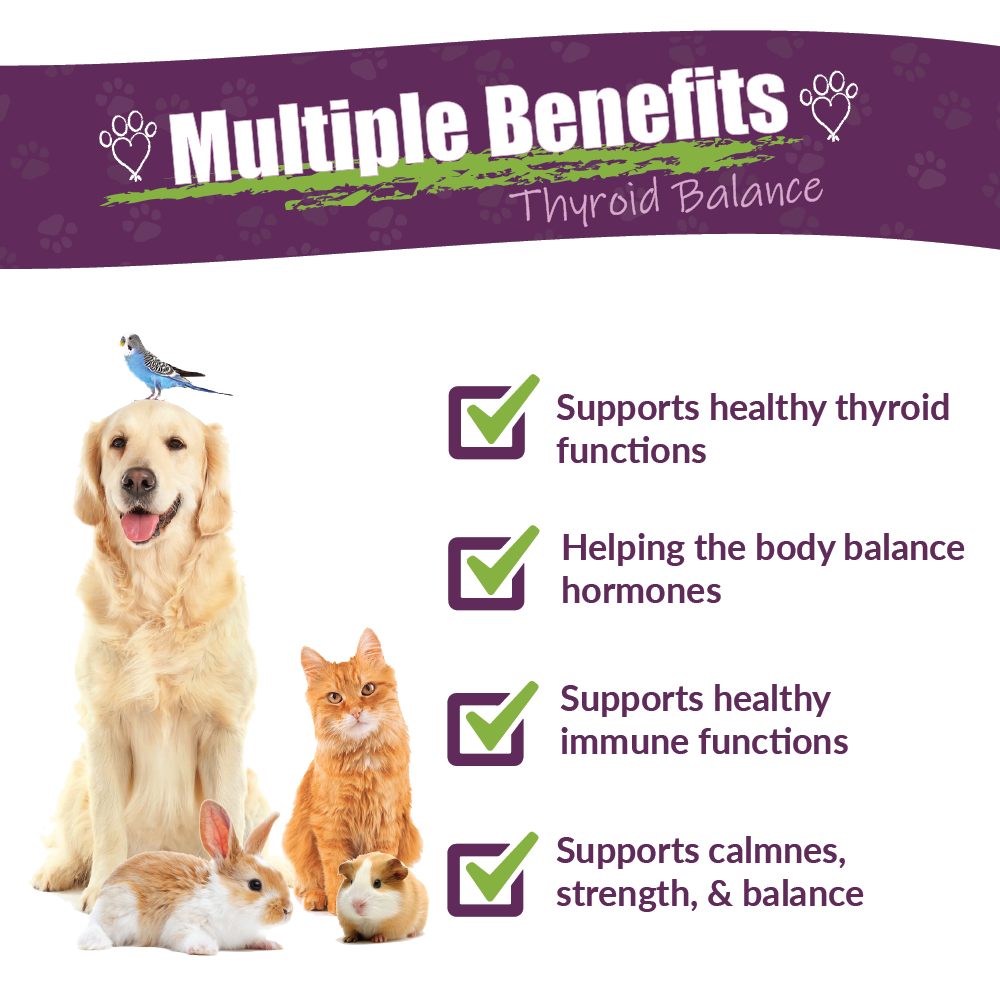 Amber NaturalZ, Inc. – Engroshandel Supplement til kæledyr - Kat/hund – TYD | Tillæg til kæledyr1