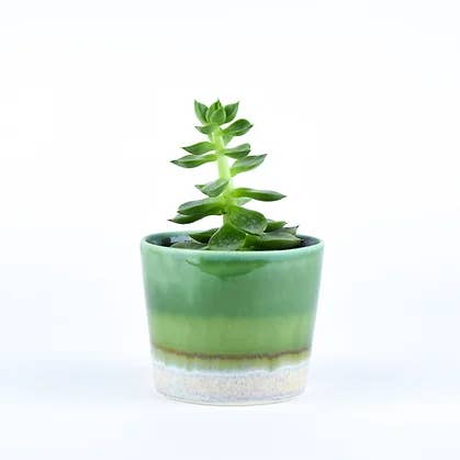 Maceta SGW Lab GT021 para venta al por mayor de SGW LAB