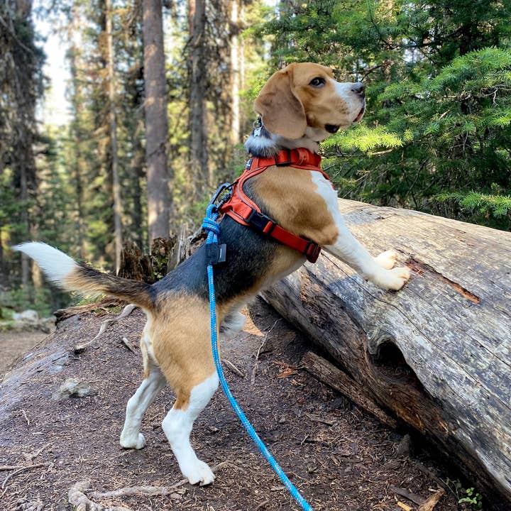 Rocky Mountain Dog – Engroshandel Hundesnor - Hund – Moraine hundetopsnor3