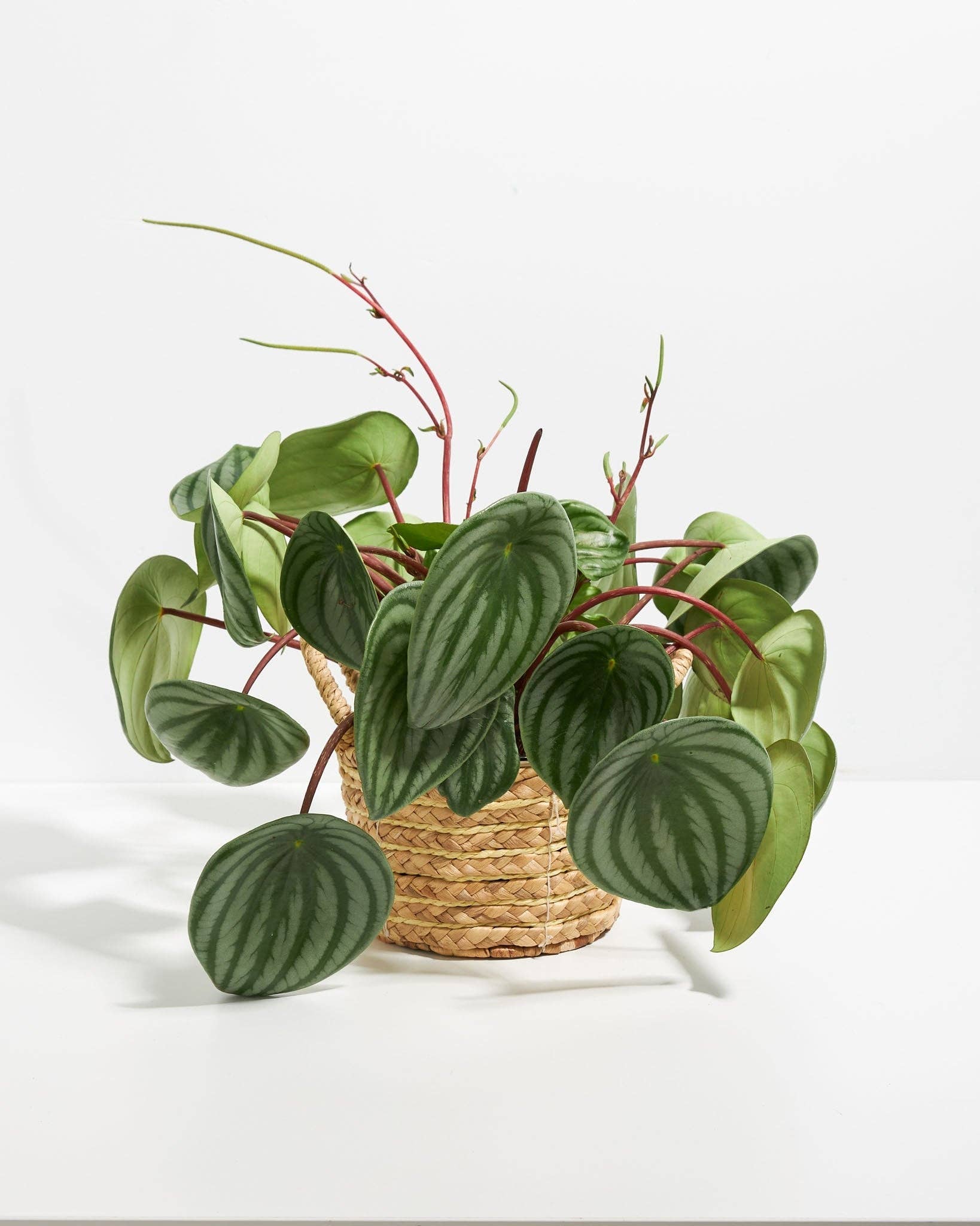 Lively Root - Wholesale Live Plant - Watermelon Peperomia25