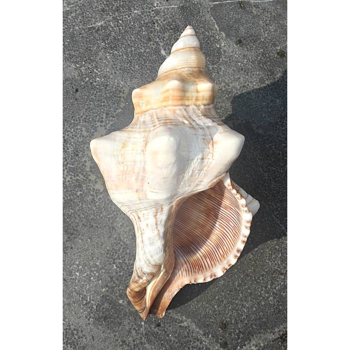 Onem - shell - decoration - shells - coast - beach and other Purchase Wholesale home deco. Free Returns & Net 60 Terms on Faire trending on Faire.